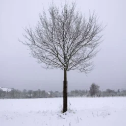 Leonard Rigid Plastic Mesh Tree Guards 4 Inch Diameter -Outdoor Garden Store vp bg 7