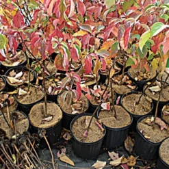 Coco Weed Guards -Outdoor Garden Store vp cdxxa 2