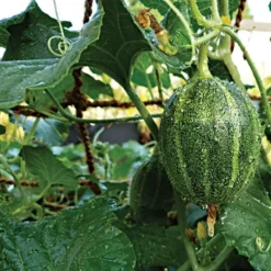 CocoNet Trellis Netting -Outdoor Garden Store vp coconet 2