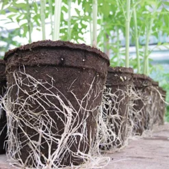 CowPots Biodegradable Pots -Outdoor Garden Store vp cp 2