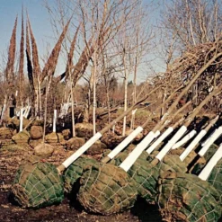 Tree Guard Corrugated Plastic Black White 24in X 8in -Outdoor Garden Store vp cptg burlap trees 1