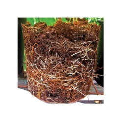 Grotab 3-in-1 Premium Plant Starter (12-8-4) -Outdoor Garden Store vp gt 2