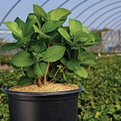 Rice Hull Bales 9 Rice Hull Bales -Outdoor Garden Store vp rhb 3