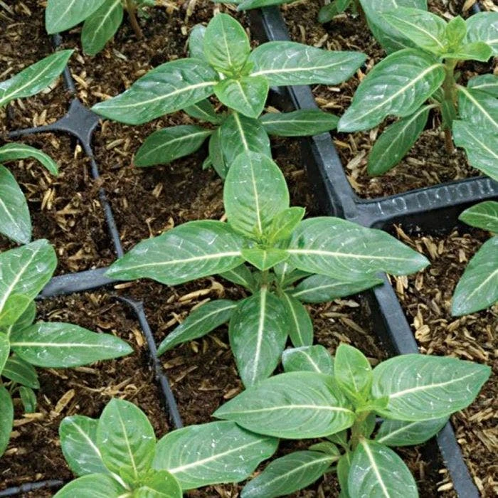 Rice Hull Bales 6 Rice Hull Bales - Image 6