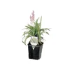 ITML Deep Perennial Pot