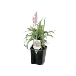 ITML Deep Perennial Pot