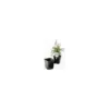 ITML Kordlok Deep Perennial Pots