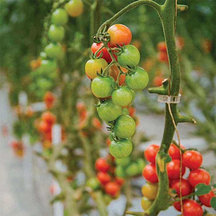 Tomato Clips 250 Count 2 Tomato Clips 250 Count - Image 2