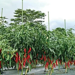 Knotty Takiron Steel Stakes Bundles Of 10 -Outdoor Garden Store vp tsk 6