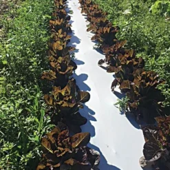 White/Black Mulch Film, 1 Mil, 60" X 4000' -Outdoor Garden Store wb481 2 2