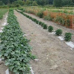 Biodegradable Paper Mulch, 3 Feet X 250 Feet -Outdoor Garden Store wg36250f 7