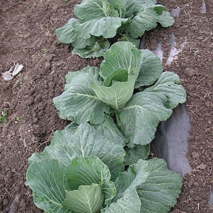 Biodegradable Paper Mulch, 4 Feet By 100 Feet 5 Biodegradable Paper Mulch, 4 Feet By 100 Feet - Image 5