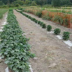 Biodegradable Paper Mulch, 4 Feet By 100 Feet 16 Biodegradable Paper Mulch, 4 Feet By 100 Feet -Outdoor Garden Store wg48100f 7