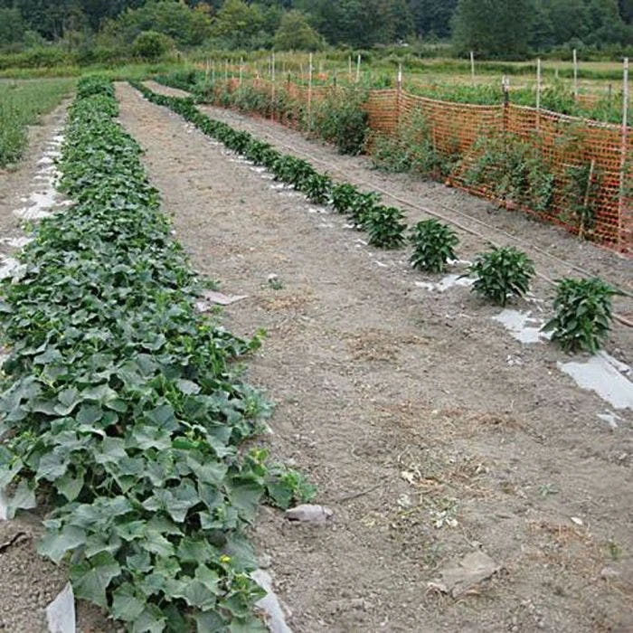 Biodegradable Paper Mulch, 4 Feet By 100 Feet 8 Biodegradable Paper Mulch, 4 Feet By 100 Feet - Image 8