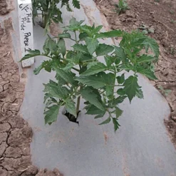 Biodegradable Paper Mulch, 4 Feet By 500 Feet 12 Biodegradable Paper Mulch, 4 Feet By 500 Feet -Outdoor Garden Store wg48500f 3