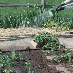 Biodegradable Paper Mulch, 4 Feet By 500 Feet 14 Biodegradable Paper Mulch, 4 Feet By 500 Feet -Outdoor Garden Store wg48500f 5